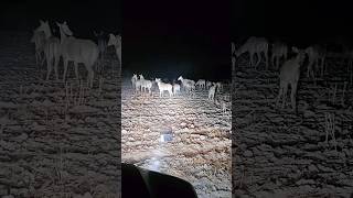 Nilgai Ki Barat Agyi vlog bluebox [upl. by Halyahs]