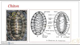 Classification of Phylum Mollusca  Class Polyplacophora [upl. by Vitus]