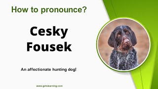 How to pronounce Cesky Fousek in English correctly [upl. by Baum]