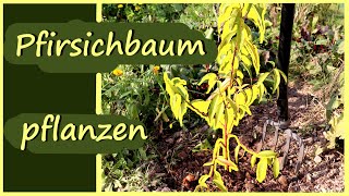 Pfirsichbaum 🍑 pflanzen │Stamm ziehen │ Verlosung Pfirsichbäumchen [upl. by Enail446]