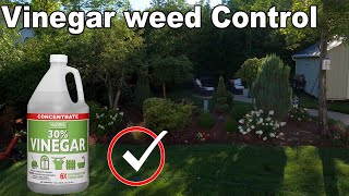 Vinegar Weed Killer Works in Days [upl. by Repsaj]