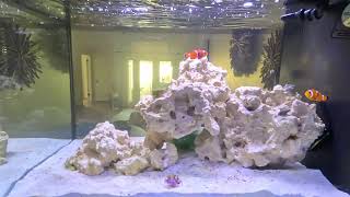 LIVE 135g Nano Reef Tank [upl. by Llorrac]