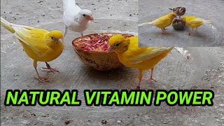 APROVECHA LOS RECURSOS NATURALES DE TU ENTORNO PARA EL BENEFICIO DE LOS PÁJAROS EN CAUTIVIDAD [upl. by Assetak836]