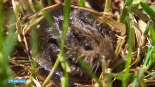 Boeren in oorlog met gigantische muizenplaag Het is een grote gatenkaas  RTL NIEUWS [upl. by Castle859]