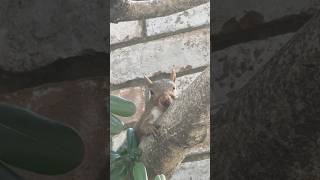 The calmest squirrel I’ve Met [upl. by Esinet]