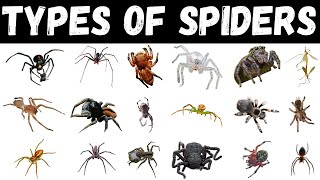 Types Of Spiders  Spider  Spiders For Kids spider education [upl. by Feetal]