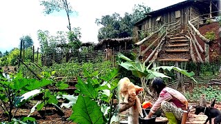 Hidup di hutan panen singkong untuk sarapan bersama anak kucing dan anak anjing ep 81 [upl. by Joli]