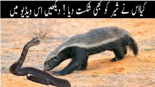 Honey Badger VS Lion  Honey Badger Killed Lion  Shamshaal tv [upl. by Euqinomad]