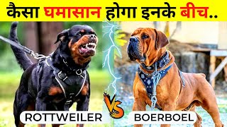 Boerboel VS Rottweiler Fight Who Would Win  Rottweiler VS Boerboel Which is Stronger [upl. by Rahcir197]