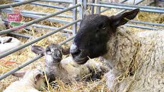 Lambing is Back at Mead Open Farm [upl. by Atteynot]