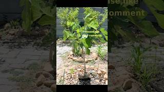 Grafting Figs graftingresults graftingfigs gardening grafting fruittree graftedscion [upl. by Trabue]