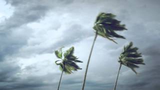 Palm Trees On Wind [upl. by Llemar823]