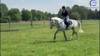 2017 Gelding by Cornet Obolensky Having fun in Field FOR SALE [upl. by Shirlene]