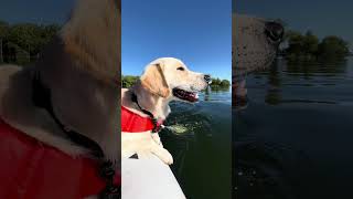 ❤️❤️❤️Golden Retrievers Puppy Novas Swimming Journey❤️❤️❤️shortsdog cute sweet love [upl. by Copp]