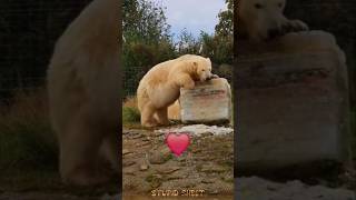 Making Giant Ice Cubes For Polar Bears ❤️ 🧊 [upl. by Thesda]