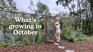 Whats growing in my October subtropical garden in Australia 🌿Mini Homestead Garden Tour🌼 [upl. by Afesoj]