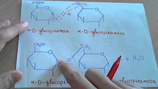 Isomaltosa como se forma y estructura disacáridos [upl. by Aihcrop]