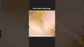 Quran About Embryology science quran quranverses explore [upl. by Nnairb]