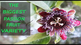 GIANT Passion Fruit Growing Tips  Granadilla Passiflora Quadrangularis [upl. by Nevyar]