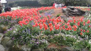 Bowral Tulip FestivalAustralia [upl. by Ludewig]