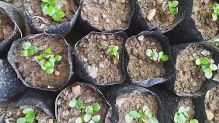 how to grow KARAONDA Carissa carandas by seed easily anujk88 करोंदा बीज से लगाया जा सकता है [upl. by Hasty320]