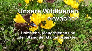 Unsere Wildbienen erwachen [upl. by Rehpotsyrhc]