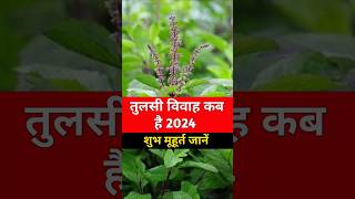 तुलसी विवाह कब है 2024  तुलसी विवाह का शुभ मुहूर्त  Tulsi Vivah Kab 2024 shorts [upl. by Blasien94]