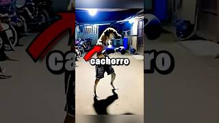 Cachorro Lutando Boxe é Real 😱🥊 meme viral cachorro [upl. by Eram]