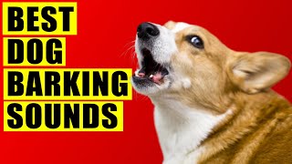 Dogs Barking Sounds Compilation See How Your Dog REACTS 15 Breeds Loud Dog Barking Sound Effect [upl. by Ilera]