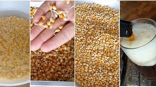 How to Malt CORN at Home [upl. by Fern]