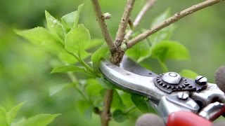 How to prune spring flowering shrubs  Grow at Home  Royal Horticultural Society [upl. by Ahsik]