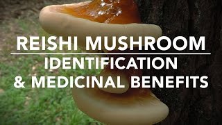 Reishi Mushroom Ganoderma tsugae Identification And Medicinal Benefits With Adam Haritan [upl. by Jenks46]