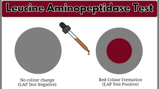 Leucine Aminopeptidase Test LAP Test  Biochemical Test  Microbiology Laboratory Practical [upl. by Ynohtnakram]