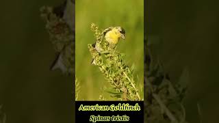 American Goldfinch [upl. by Sailesh]