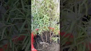 Rosemary plant k fayadegardentour naturephotograph naturephotography [upl. by An]