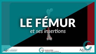 LE FÉMUR et ses insertions musculaires [upl. by Meit]