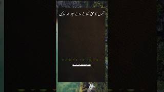 یتیموں کا مال کھانے والے تیار ہو جائیں  quran quranquotes quotes ytshorts fyp foryoupage [upl. by Kwasi]