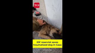 IDF reservist saves traumatized dog in Gaza [upl. by Angel]