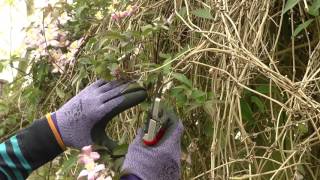 Pruning Clematis [upl. by Anauqahc192]