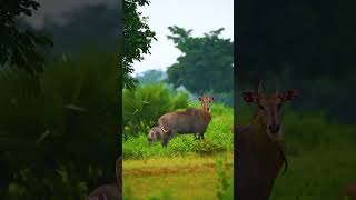 nilgai nilgai nilgai hunting nilgai hunting south texasnilgai natok nilgai gaan nilgai meat nilgai [upl. by Busiek]