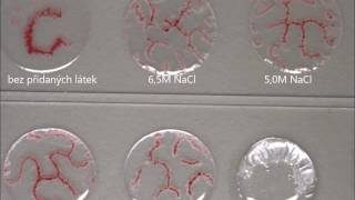 Experiment with pattern forming of decanol and decanoate [upl. by Asek220]