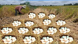 Wow Wow mating An old man collects a lot of duck eggs in a field near the road [upl. by Tyrone380]