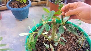 How To Grow Adenium From Cuttings Easiest way to plant Adenium plant [upl. by Balkin]