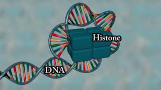 Chromosome structure  Medical animation [upl. by Lurlene995]