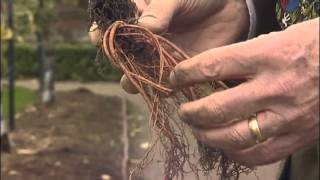 How to plant up hardy Geraniums from Mr Fothergills [upl. by Utica791]