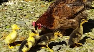 Patitos lindos adoptados por una gallina  Sweet Animales Videos [upl. by Oigroeg]