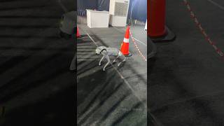 Oceans Marine Expo 2024expo 2024 pathanamthitta marine robotics robot dog mallutracks [upl. by Eladnek]