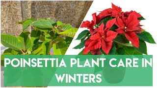 Poinsettia Plant Care  Growing Poinsettia in Winters  Tips amp Care  Winter Care of Poinsettia [upl. by Frear]