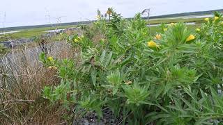 Oenothera biennis Gemeine Nachtkerze [upl. by Aimac]