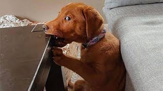 50 Funny Animal Videos To Crack You Up All Long Day [upl. by Kecaj943]